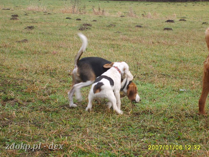 2007-01-06.07_rusalka_beagle (Large).JPG - Doxa i Dex